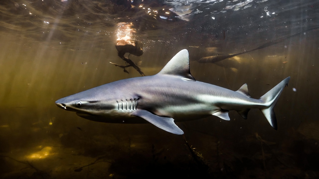 Bull Shark
