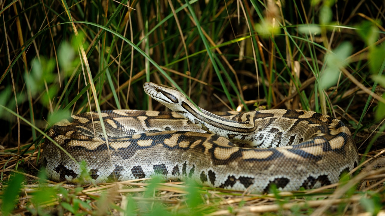 Burmese Python (Invasive)