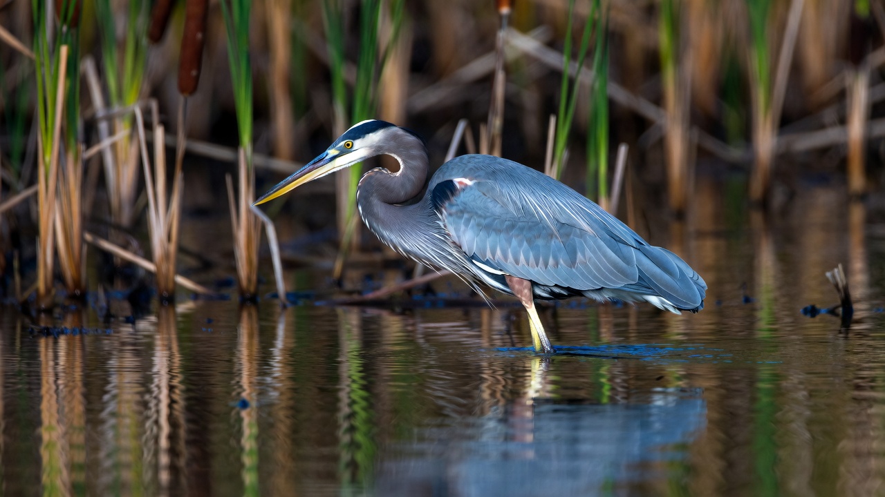 Great Blue Heron