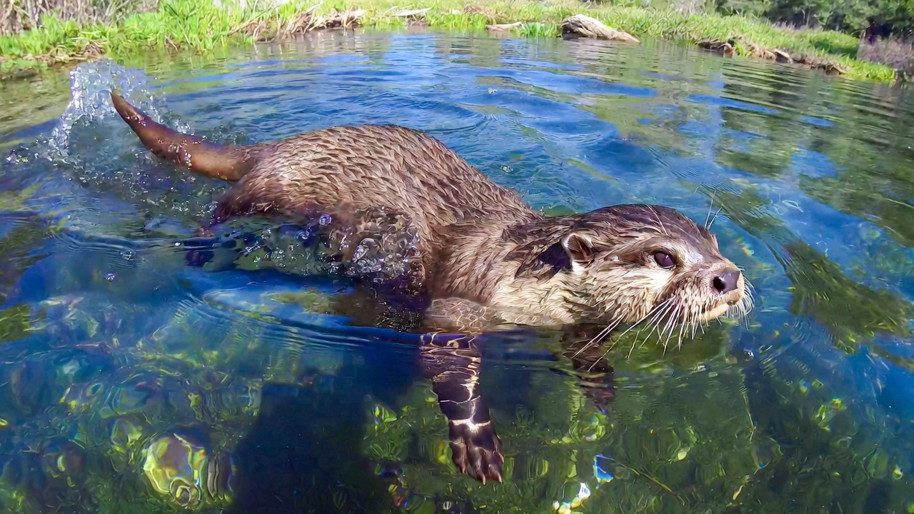 North American River Otter