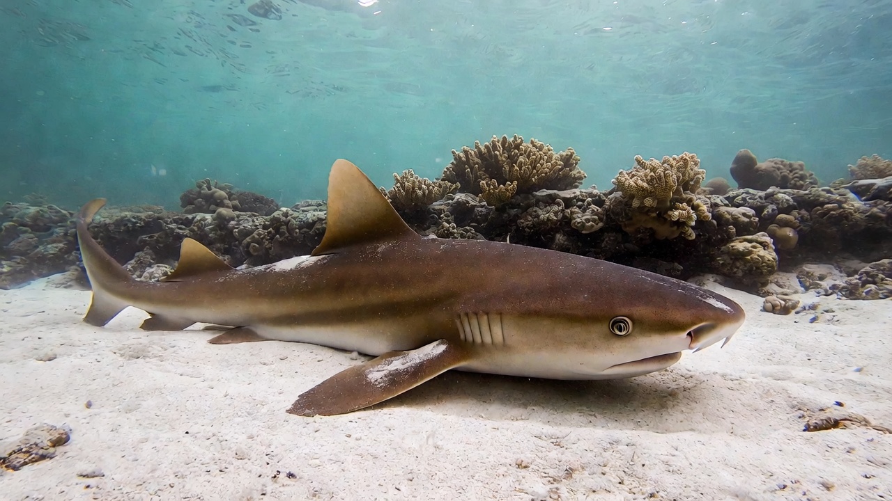 Nurse Shark