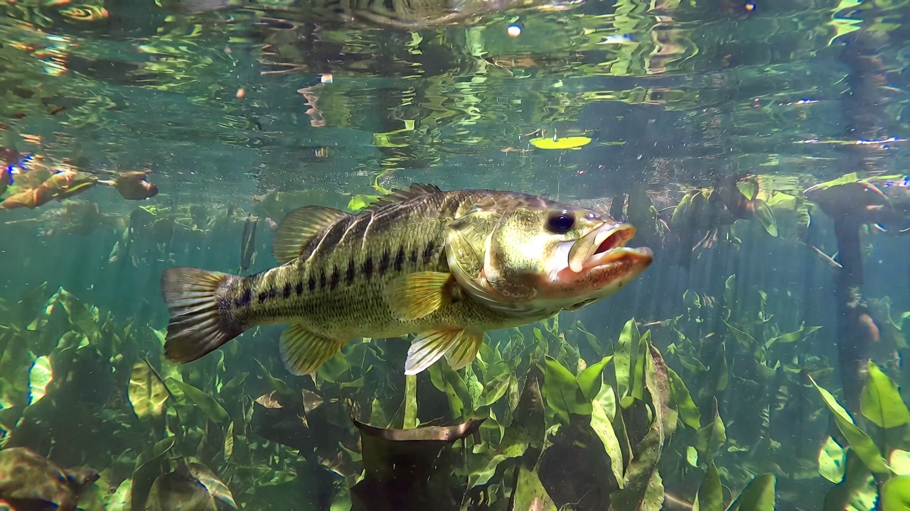 Sheepshead