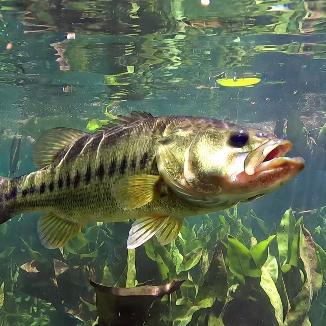 Bass