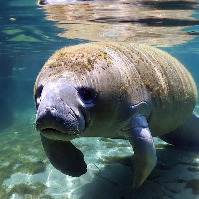 Manatee