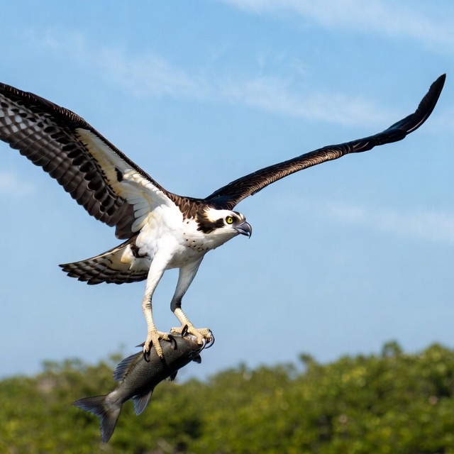 Osprey