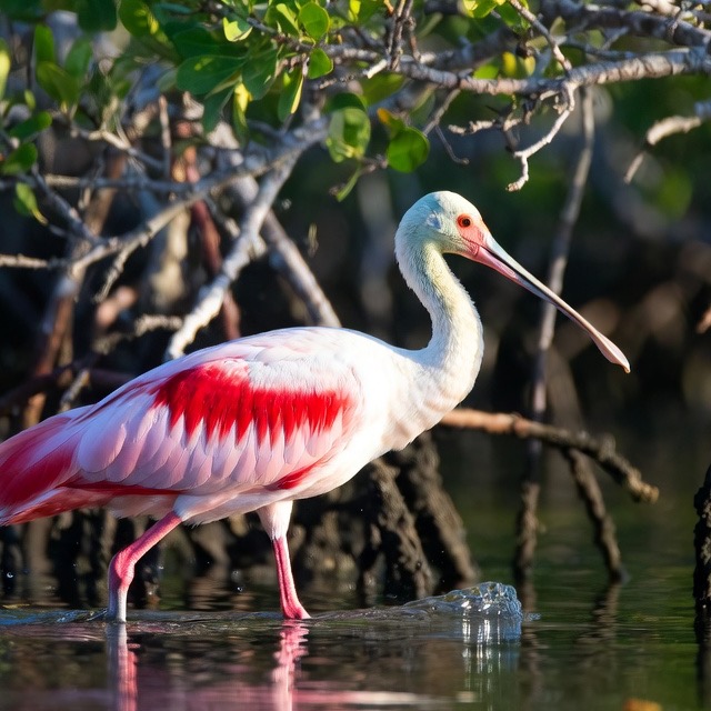 Spoonbill