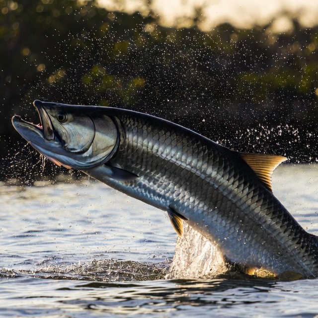 Tarpon